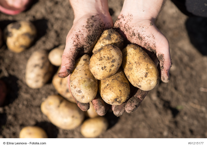 Machen Kartoffeln Diabetes? Tellerrand