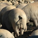 Skandal: Was kann die arme Sau dafür, dass ihr bestes Stück verschleudert wird (foto: muehleib)