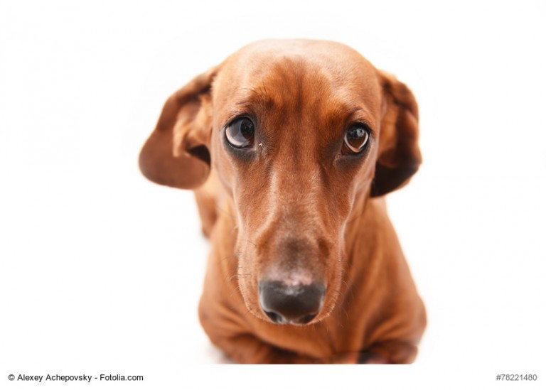 Als was geht Dein Dackel? – Als Hot Dog!