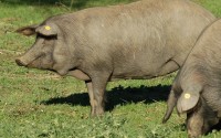 Steter Tropfen hilft dem Schwein