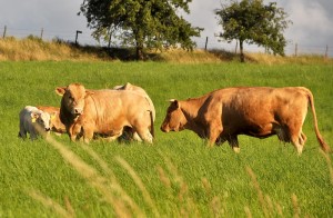 Agrarwende für Milchvieh: Zurück zur Familie. © muehleib