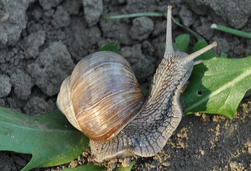 Wort zum Sonntag: Fast Food im Zeichen der Schnecke