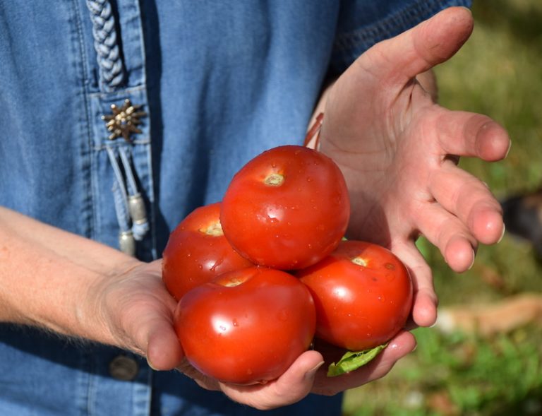 Ist Reis denn nun Obst oder Gemüse?